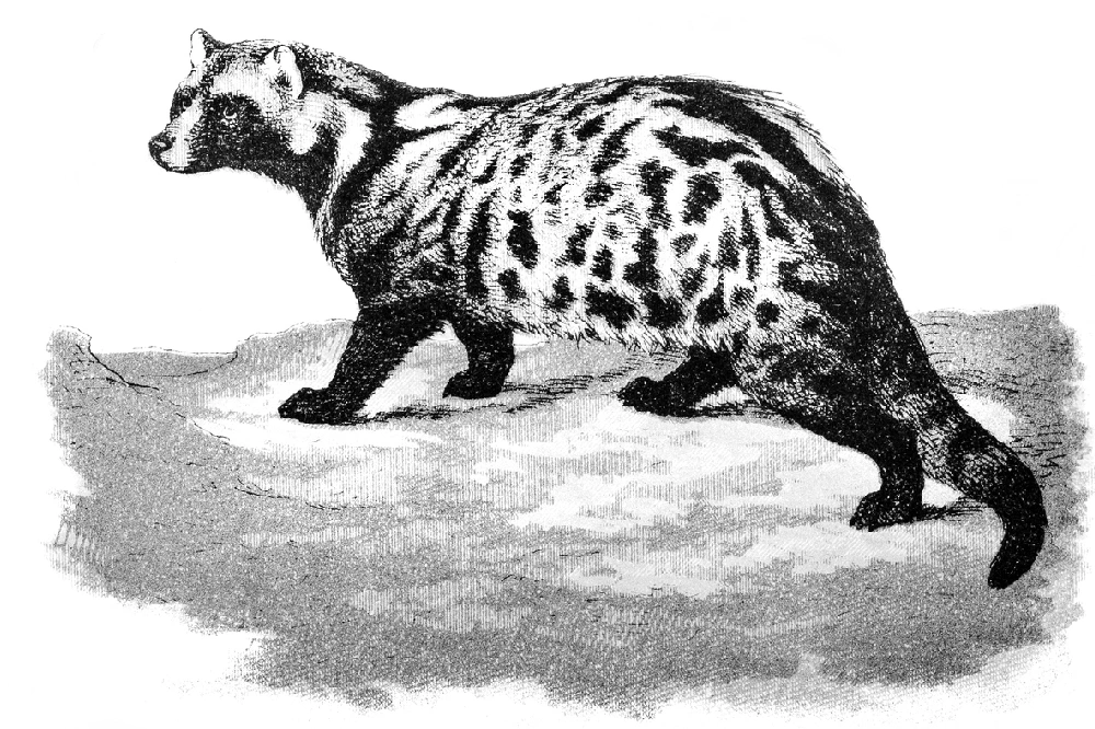Misk Kedisi, Civet
