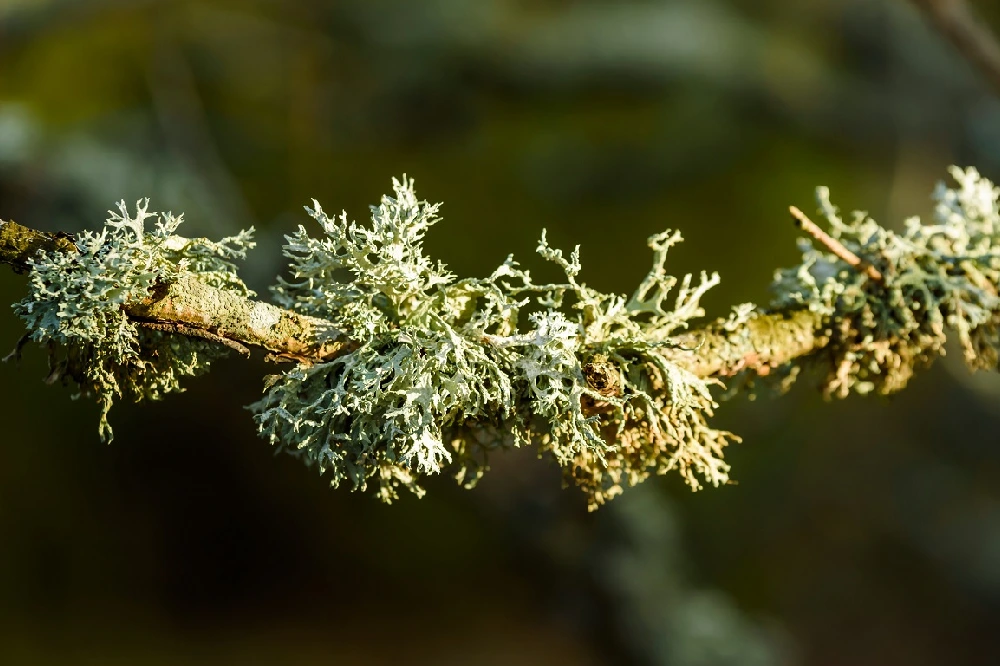 Oakmoss, Meşe Yosunu